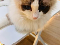 -COLOR PETS 撸猫馆·购猫·猫咖(长风大悦城店)