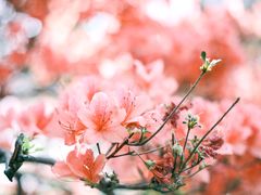 -木兰云雾山