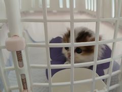 -中农国际动物医院24小时·猫科·骨科·急重症中心
