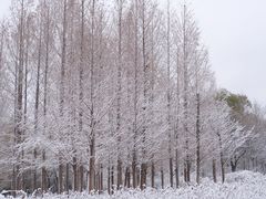 -济南森林公园