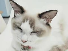 -糯米喵星人·撸猫猫舍咖啡馆(西市场嘉华店)