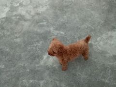 -萌兽医馆·宠物医院·猫骨科(创景店)