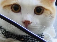 -爱侣宠医·鹦鹉专科·小型哺乳类·异宠专科(灵石路店)