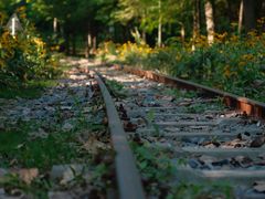 -合肥滨湖国家森林公园