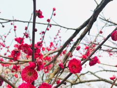 -香雪海
