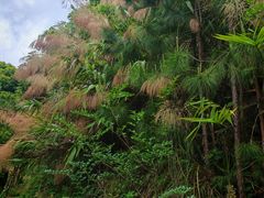 -广东天露山旅游度假区