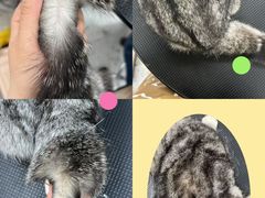-唐小姐の猫狗洗护·购宠旗舰店(周浦万达店)