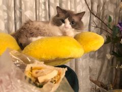 -阿姨卷饼(平凉路店)