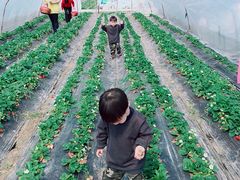 -喜杨洋草莓采摘园