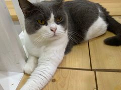 -李小姐の猫咖啡馆(五角场店)