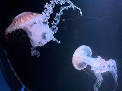 -欢乐海岸海洋奇梦馆