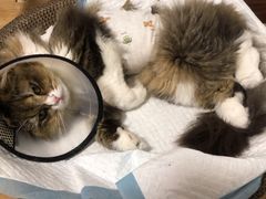 -纳吉亚猫专科动物医院博雅分院