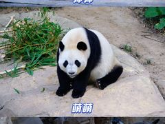 -广州长隆野生动物世界