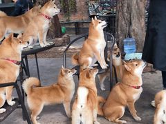 -柴犬高等学院·狗咖·柴犬售卖·宠物训练