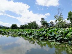 -西溪国家湿地公园