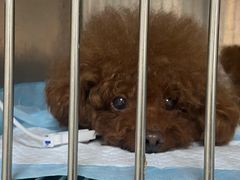 -关爱动物医院·心脏·中兽医·异宠(金牛路分院)