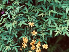 -优游吧斯邹族文化部落