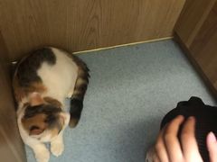 -萌兽医馆·犬猫专科·眼科中心·宠物医院(朝阳门分院)