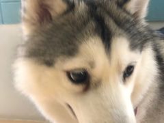 -Husky Go! 哈士奇体验馆·宠物咖啡厅狗咖