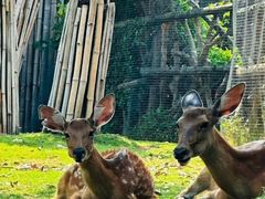 -泉州海丝野生动物世界