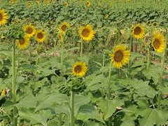 -汉长安城未央宫国家考古遗址公园