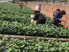 -甜心庄园·甜心草莓采摘园(西青中北店)
