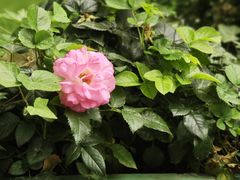 -BOCATA 西班牙餐厅(三里屯店)