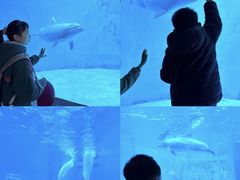 -海合安成都极地海洋公园