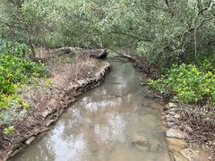 -大亚湾红树林城市湿地公园