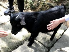 -大姆山草场