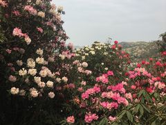 -贵州百里杜鹃风景名胜区