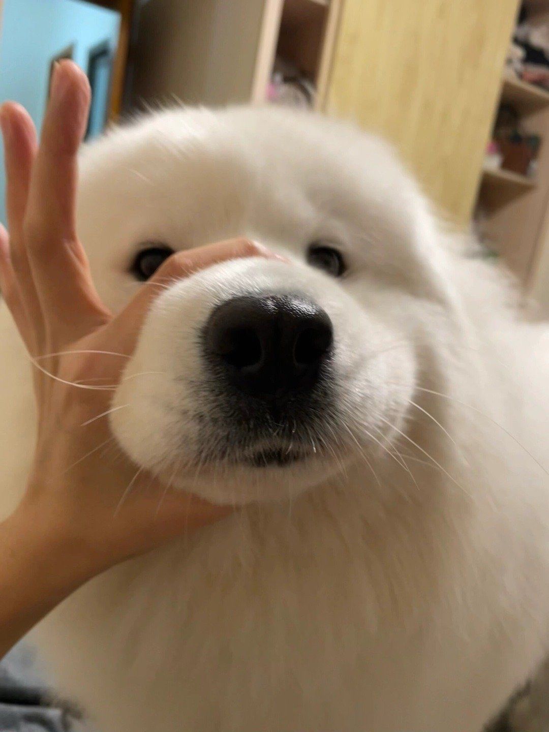 萨摩耶的嘴筒子真的很好捏耶
