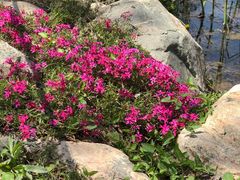 -莱阳濯村樱花园