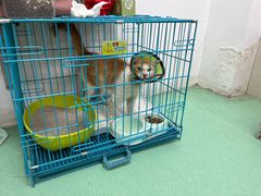 -瑞派宠物医院(搏威敦和院)