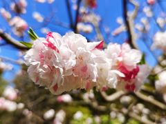 景点-上海共青森林公园