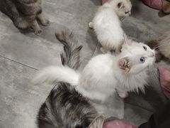 -楼上猫咖(罗湖店)