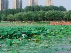 -丁香湖公园