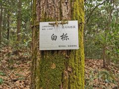-九曜山