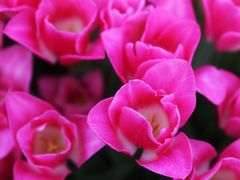 -上海鲜花港