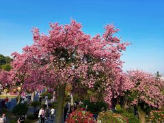 -东莞植物园