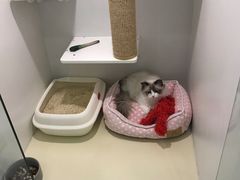 -momokira米努特·德文卷毛猫·棉花面纱犬