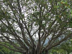 -深圳仙湖植物园