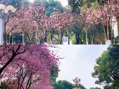 -重庆市江北嘴中央商务区中央公园