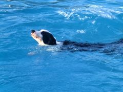 -爪吧宠物乐园 (温榆河示范区店)