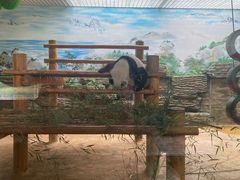 -西霞口神雕山野生动物世界