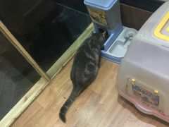 -猫色咖啡·猫咖