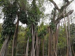 -瑞丽独树成林风景区