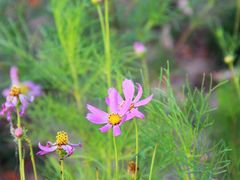 -象湖生态湿地公园