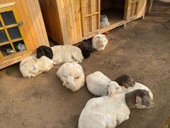 -南宫五洲植物乐园