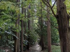 -上海滨江森林公园